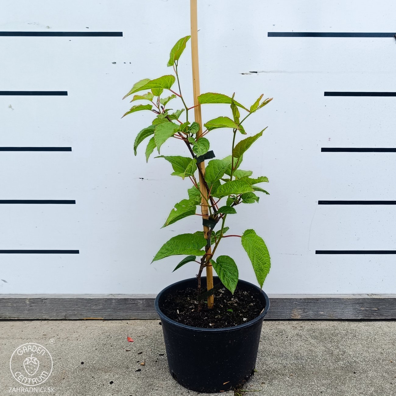 Obrázok Aktinídia význačná - kiwi (Actinidia kolomikta) ‘DR. SZYMANOWSKI’ - výška 30-40 cm, kont. C2L
